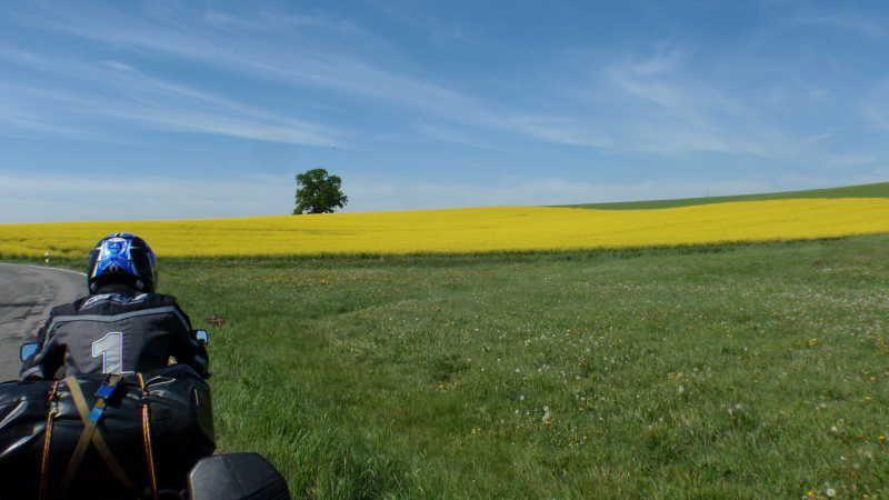 Motorradfahrer auf Landstraße vor Feldern mit gelben Blumen und einem Baum unter blauem Himmel
