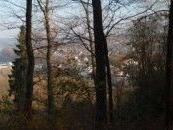 Wald mit kahlen und grünen Bäumen und Blick auf eine Stadt im Hintergrund