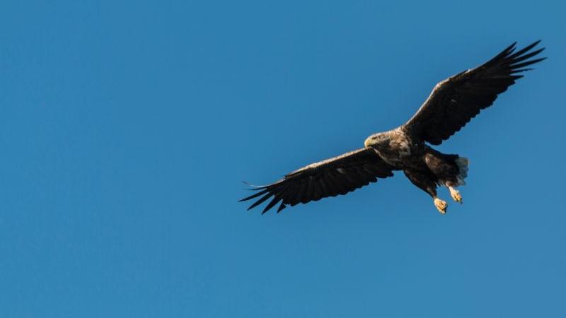 Großer Adler im Flug vor blauem Himmel