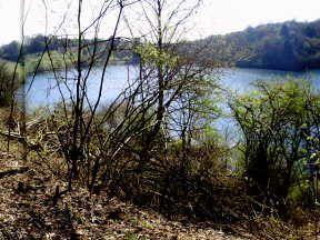 Blick auf einen See umgeben von hügeligem Wald und spärlicher Vegetation im Vordergrund