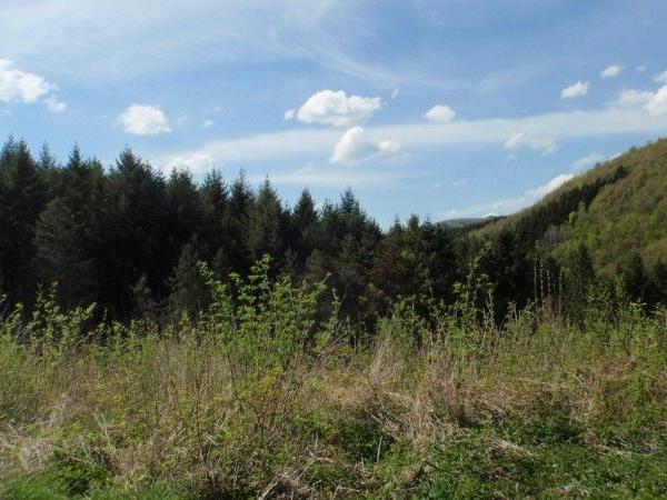 Waldlandschaft mit Nadelbäumen, Hügeln und blauem Himmel mit weißen Wolken